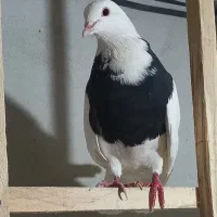 یک جفت طوقی