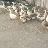 غاز محلی