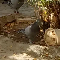 کبوتر گمشده|حیوانات|بجنورد, |دیوار