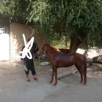 فروش مادیون