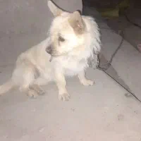 تل باهوش و تربیت شده