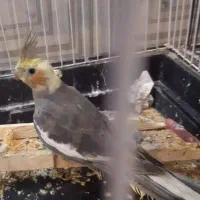 طوطی برزیلی عروس هلندی جوجه و مولد تک و جفت موجوده