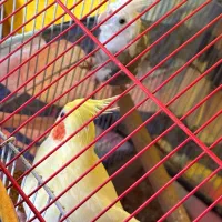 عروس هلندی دوعدد