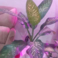 گل و گلدان اپارتمانی  دیفن باخیا