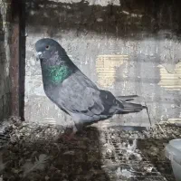 کبوتر نر|پرنده|بندرعباس, |دیوار