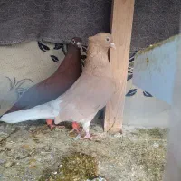 کفتر رنگه کلاغ کربلایی کله سفید و دم سفید|پرنده|تربت‌حیدریه, بهشت عسکری|دیوار