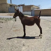 کره اسب
