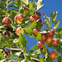 مرکز پیوند پرورش فروش نهال عناب