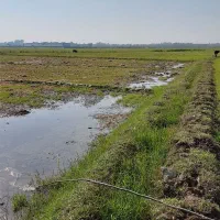 زمین کشاورزی به متراژ ۲۰۰۰ متر|فروش دفتر صنعتی، کشاورزی، تجاری|خمام, |دیوار