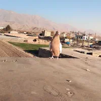 المانی زرد|پرنده|نیشابور, تیپ زرهی ۲۱  امام رضا (ع)|دیوار