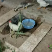 حیوانات مزرعه