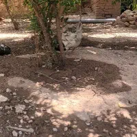 ۱۰عدد بوقلمون نر و ماده