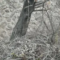 شومینه (هیزم)