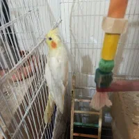 عروس هلندی مولد