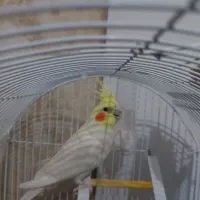 عروس هلندی نر