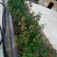 خانه ویلا 500 متری مجتمع گوهر هشتم|فروش خانه و ویلا|مشهد, کلاکوب|دیوار