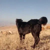 سرابی‌ذات‌قدیم‌