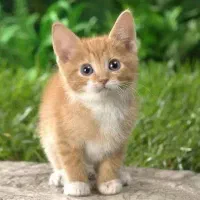 نیازمند گربه ماده