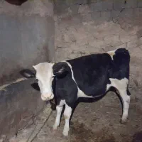 گوساله گوشتی