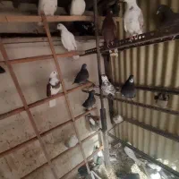 تعداد ۵۰ عدد کبوتر