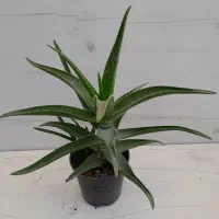 گل وگیاه زیبا|گل و گیاه طبیعی|تهران, بنی‌هاشم|دیوار