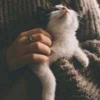 جفت گربه کامل