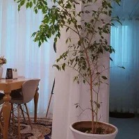 گل و گلدان|گل و گیاه طبیعی|شیراز, دشت چنار|دیوار