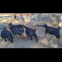 بوزگوشتی|حیوانات مزرعه|مریوان, |دیوار