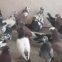 کبوتر تهرانی دمگیر