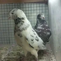 کبوتر|پرنده|رشت, قاسمیه|دیوار