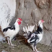 خروس گلین|حیوانات مزرعه|دلیجان, |دیوار