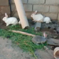 خرگوش زبر وزرنگ