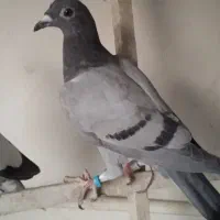جوجه پلاکی گرفتنی|پرنده|نقده, |دیوار