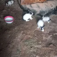 معاوضه بامرغ خروس