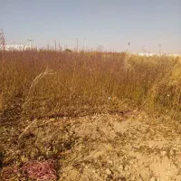 فروش انواع نهال اصلاح شده بادام پیوندی وگردو