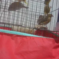 ۴جفت جوجه قناری ۶ماه سالم وکشیده