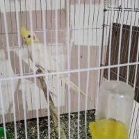 عروس هلندی نر لتینو مولد|پرنده|اهواز, پردیس|دیوار