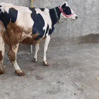 گاوسیمین|حیوانات مزرعه|اسفرورین, |دیوار