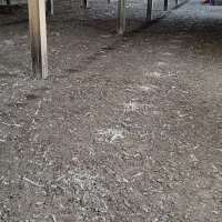 کود مرغی|خدمات باغبانی و درختکاری|سرپل ذهاب, |دیوار