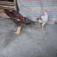 دو عدد مرغ لاری نسل دار ضمانتی