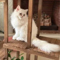 گربه پرشین سفید