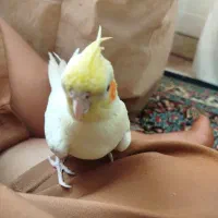 پرنده