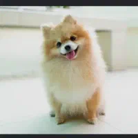 پیدا شدن سگ  پامر  روباهی محدوده عیسوند