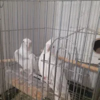 جوجه عروس و عروس مولد