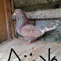 کبوتر کفتر  پرشی