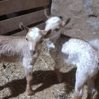 بز با ۴تا بزغاله صلاله