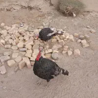 بوقلون محلی|حیوانات مزرعه|زهک, |دیوار