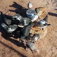 جوجه مرغ و خروس دانه ای ۲۰۰ و ۳۰۰