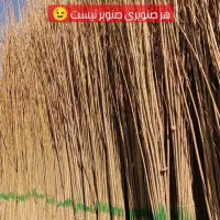 صنوبر نگرای ترکیه وکبوده و پالونیا|خدمات باغبانی و درختکاری|اراک, |دیوار