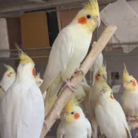 جفت عروس هلندی|پرنده|مشهد, پروین اعتصامی|دیوار